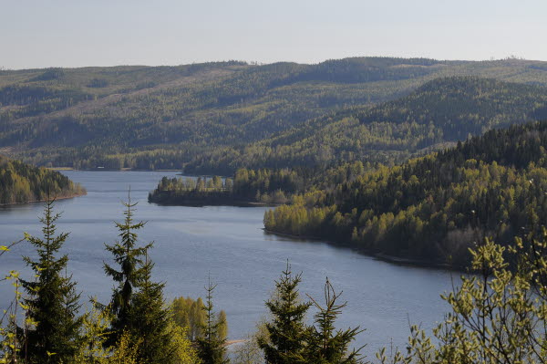 Skogskväll i Lövsjön