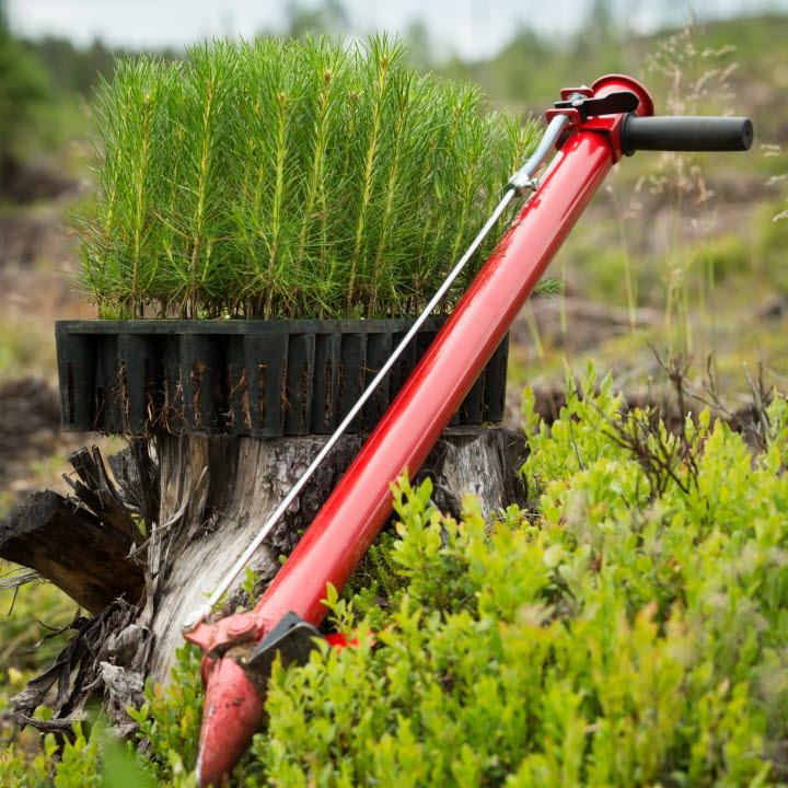 Plantlåda i skogen med planteringsrör, planting seedlings in the forest