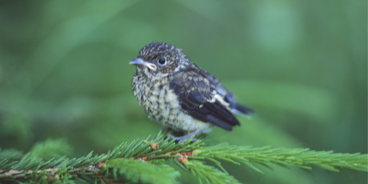 Young bird. Fågelunge, svartvit flugsnappare.