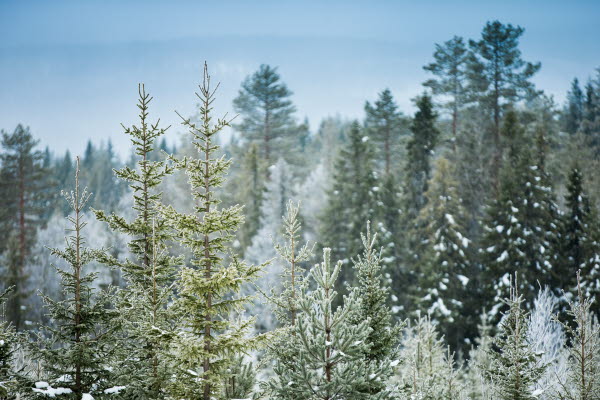 Skogskväll i Övertorneå