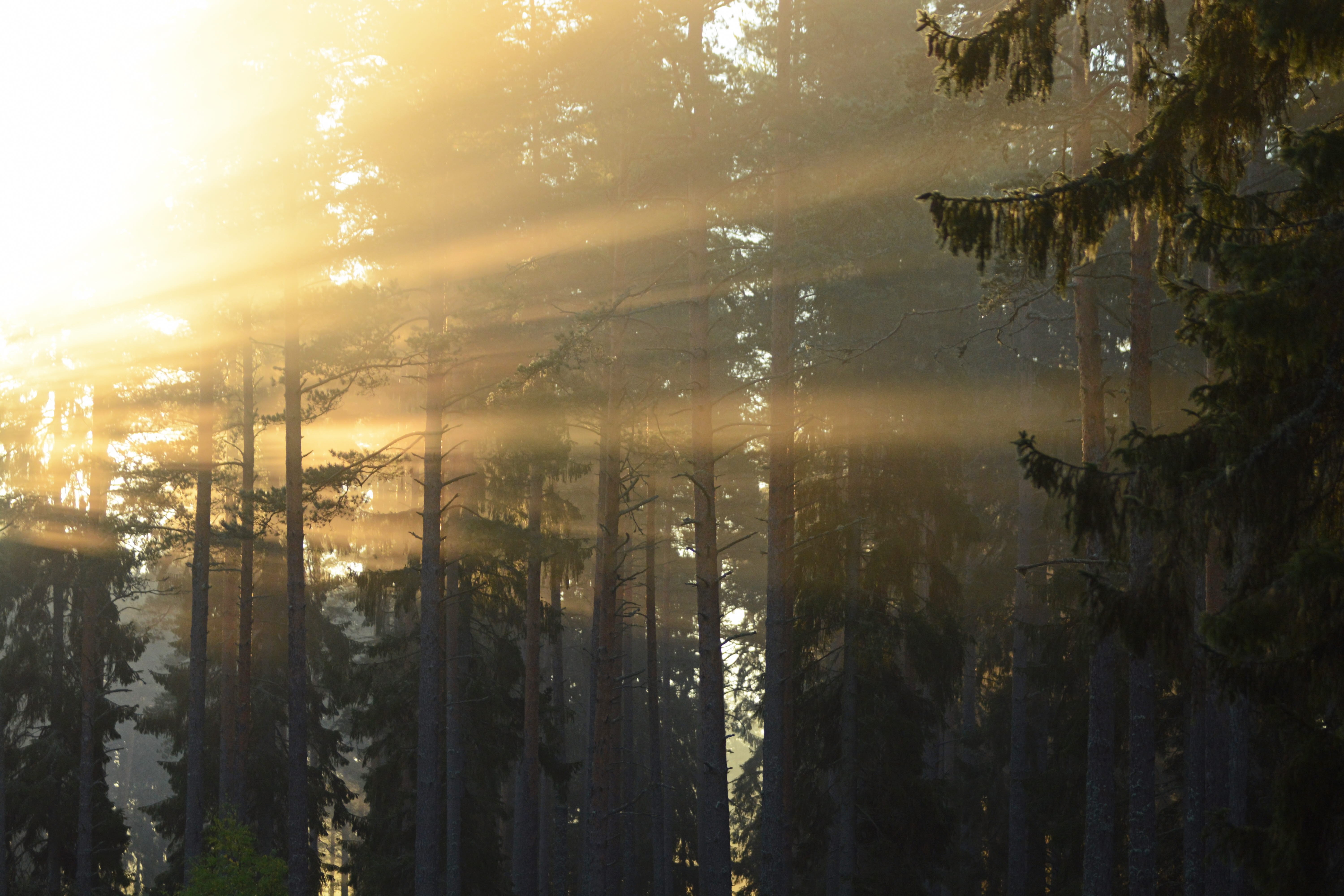 Höstskog